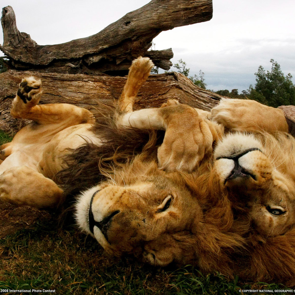 Львы отдыхают на спине