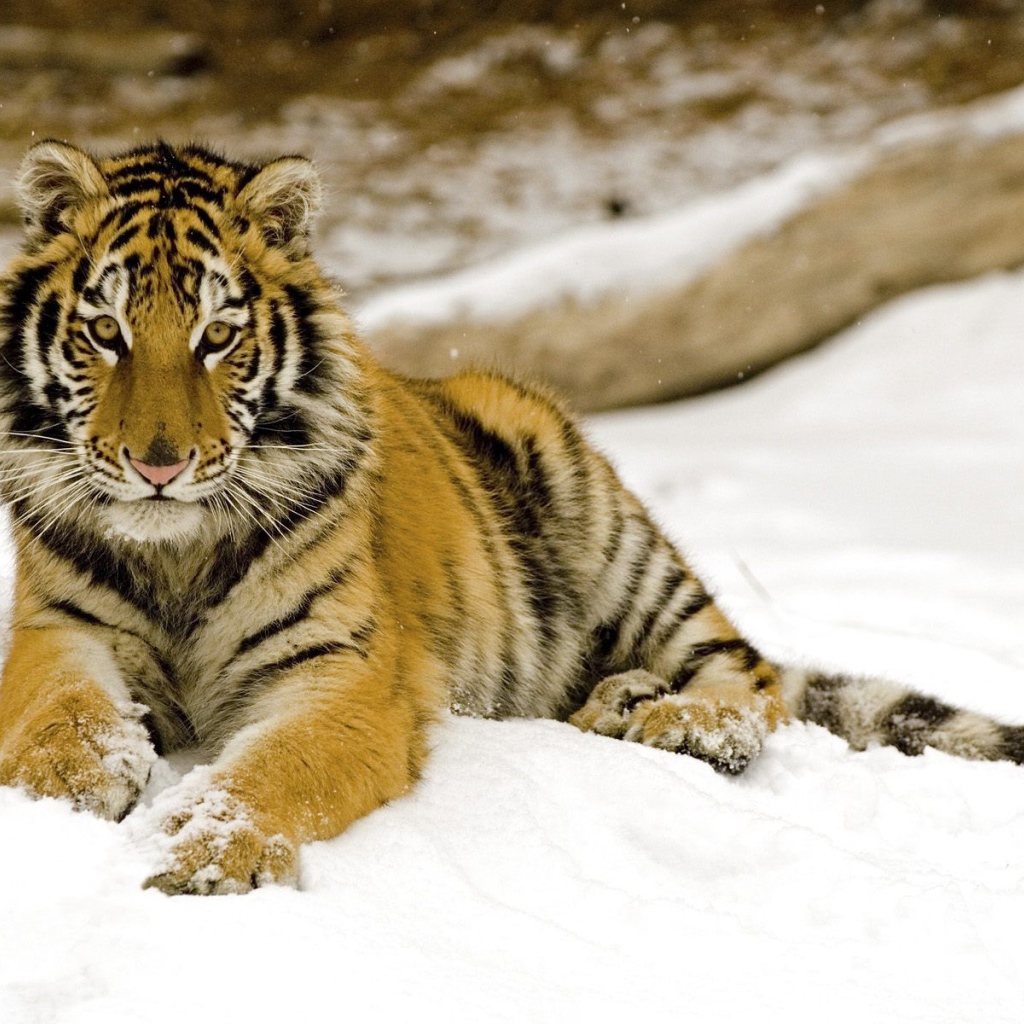 Маленький тигренок на снегу