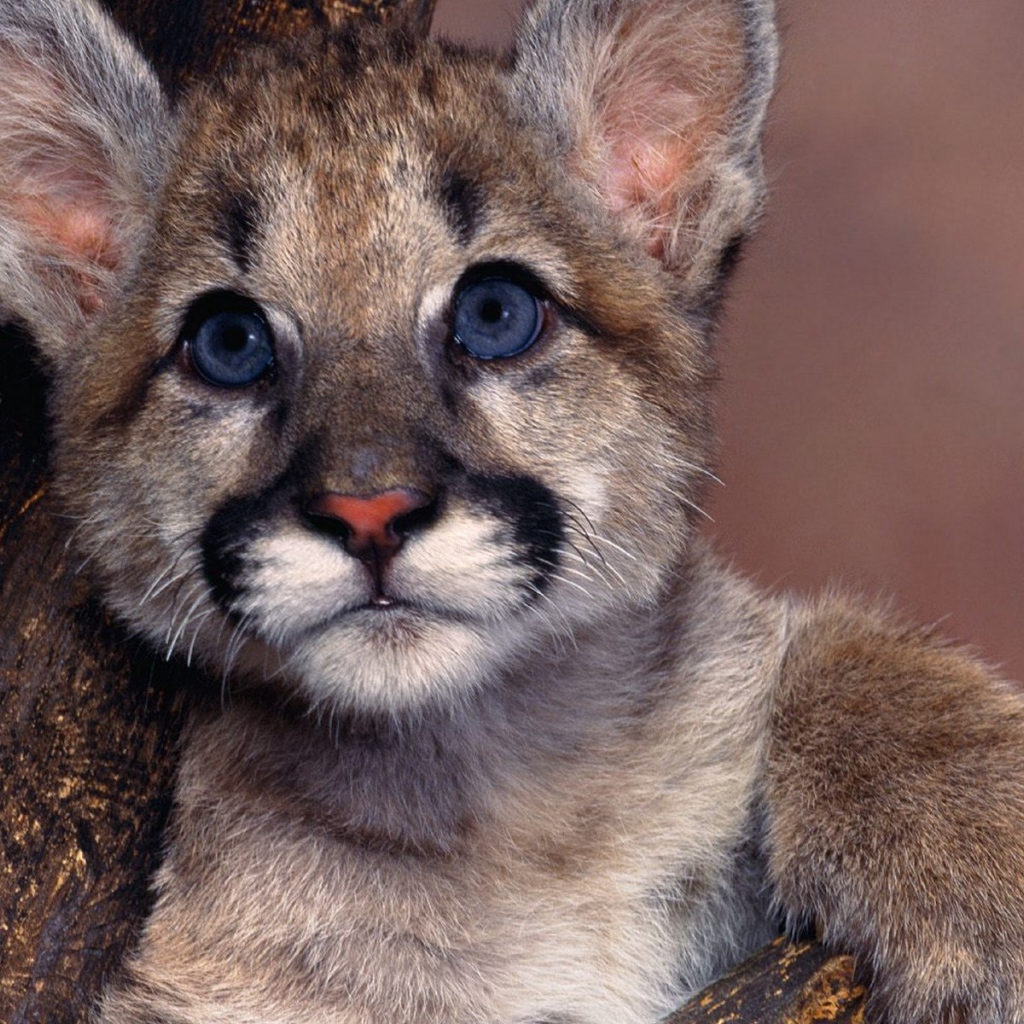 Маленький детеныш пумы