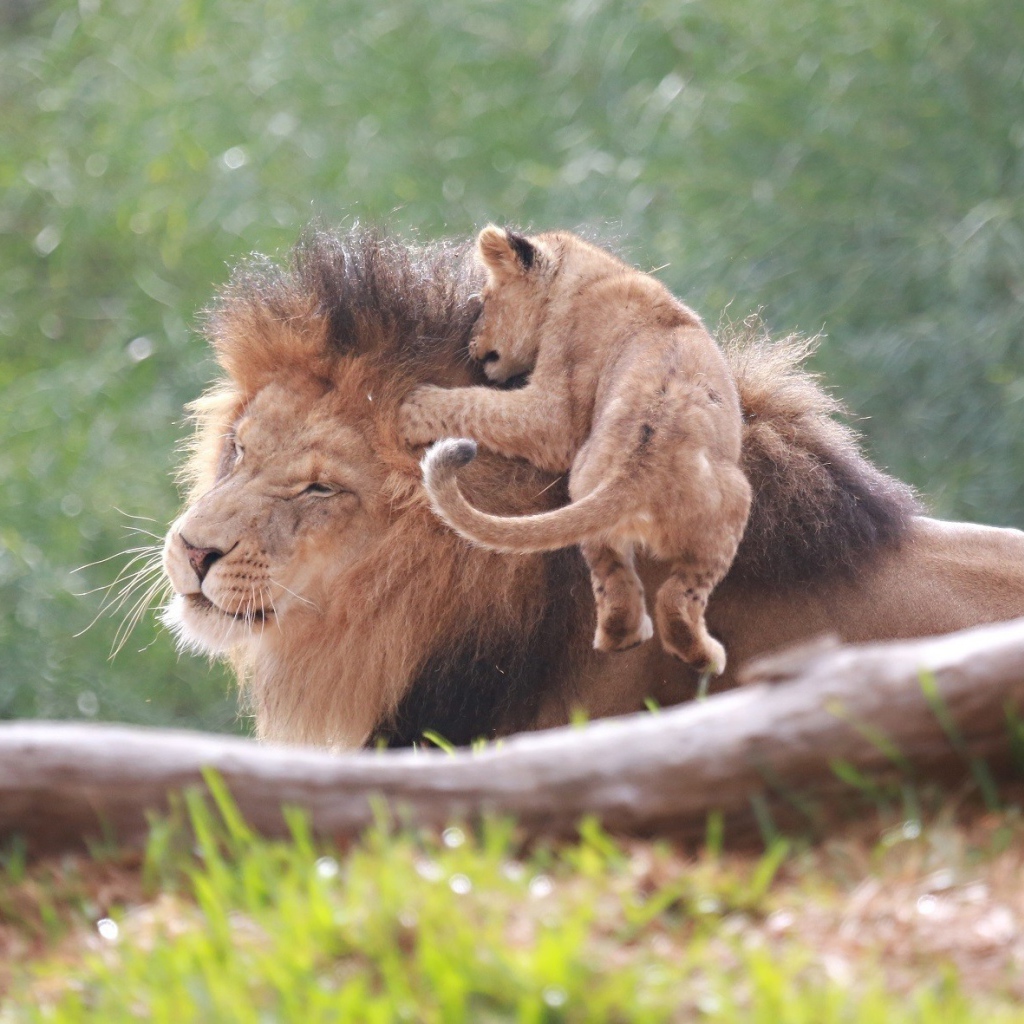 Маленький львенок на голове отца