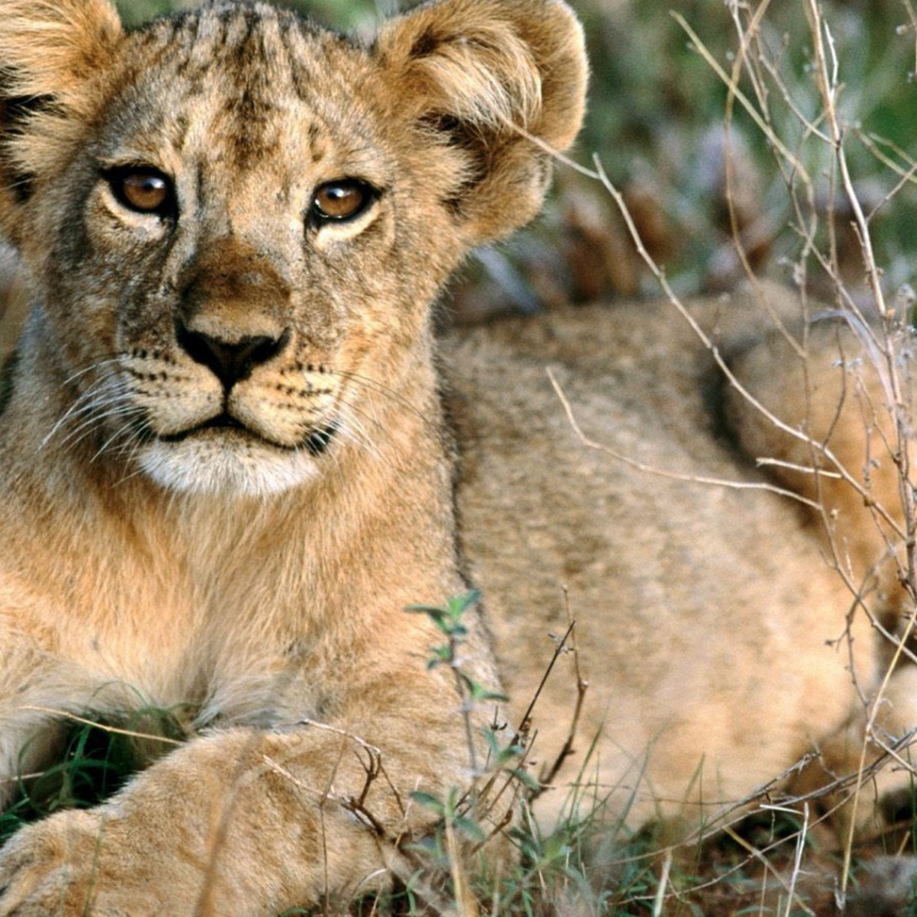 Лопоухий львенок лежит на траве