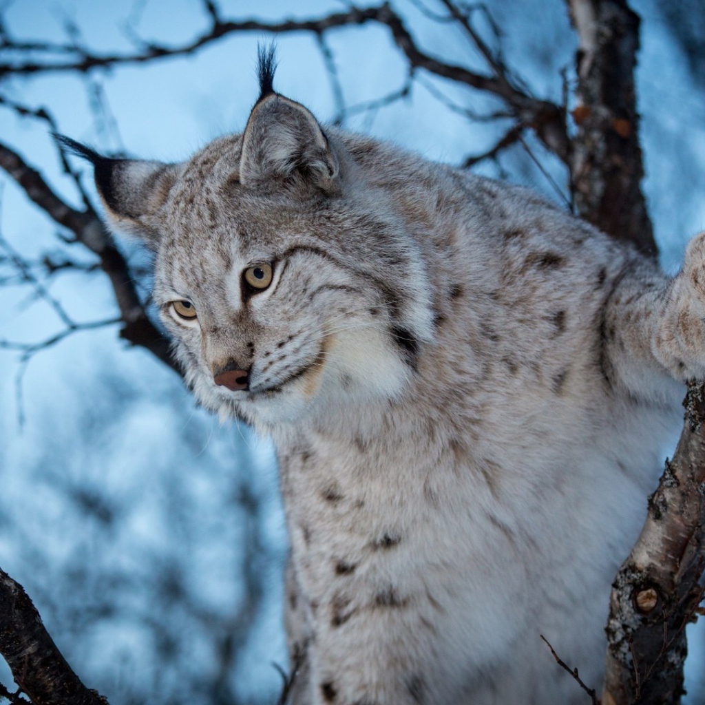 Рысь взбирается на дерево