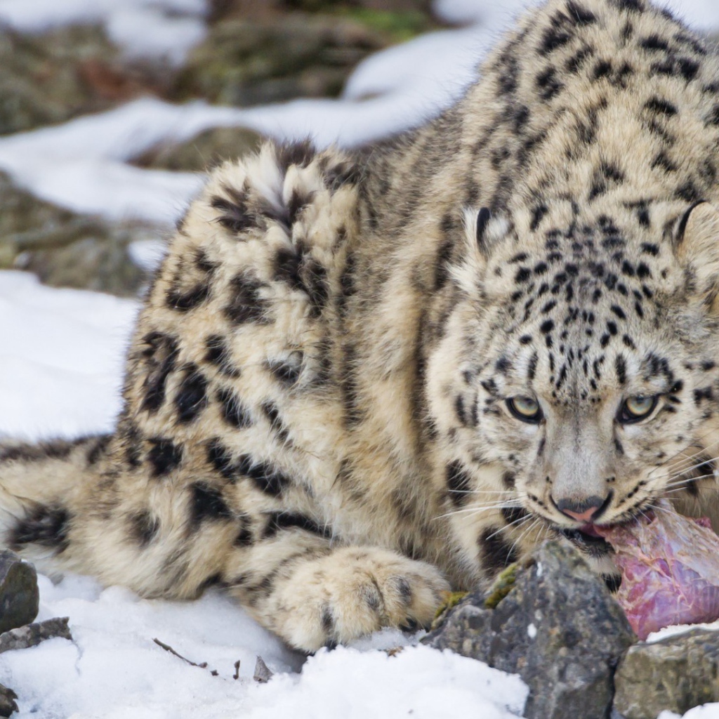 Рысь поедает добычу