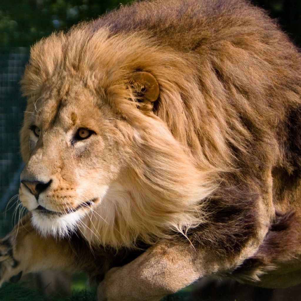 Гривастый лев в прыжке