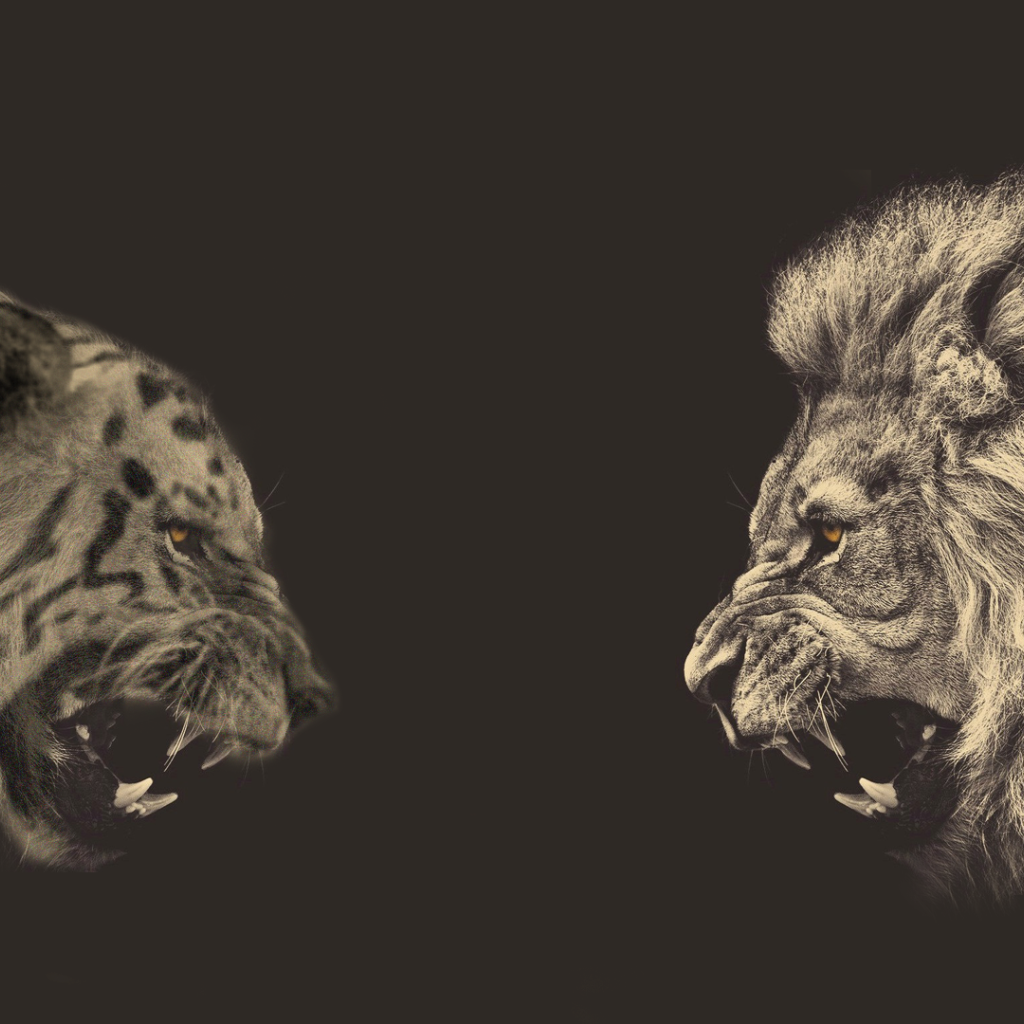 Встреча льва и тигра, серый фон