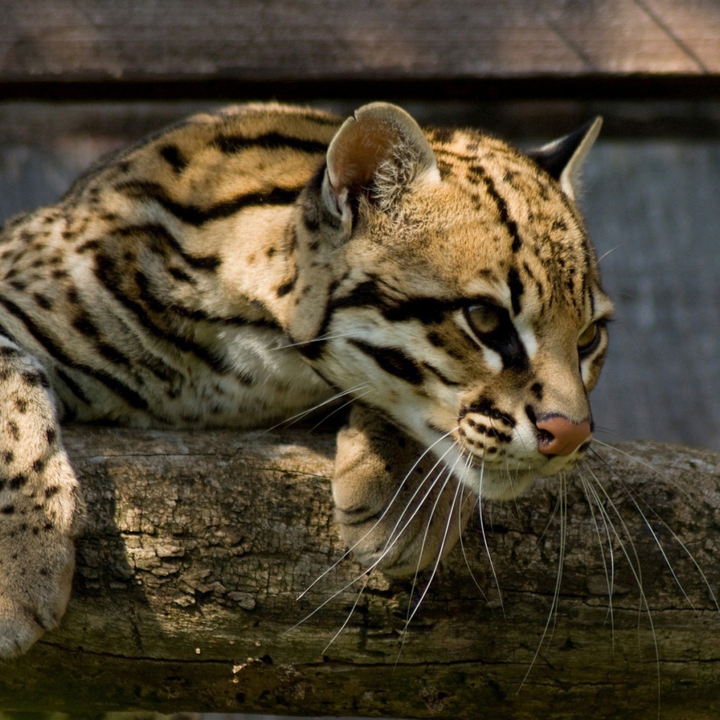 Оцелот повис на деревянной перекладине