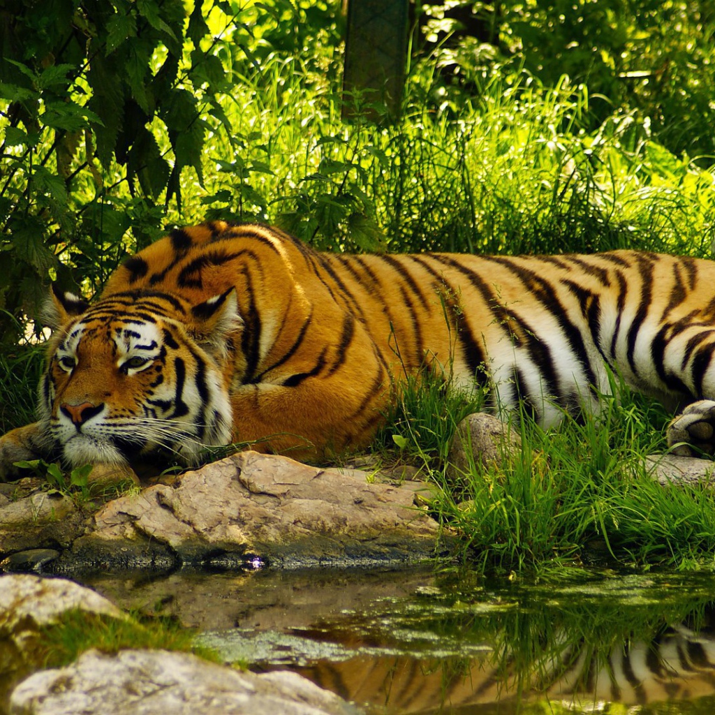Умиротворенный тигр у воды