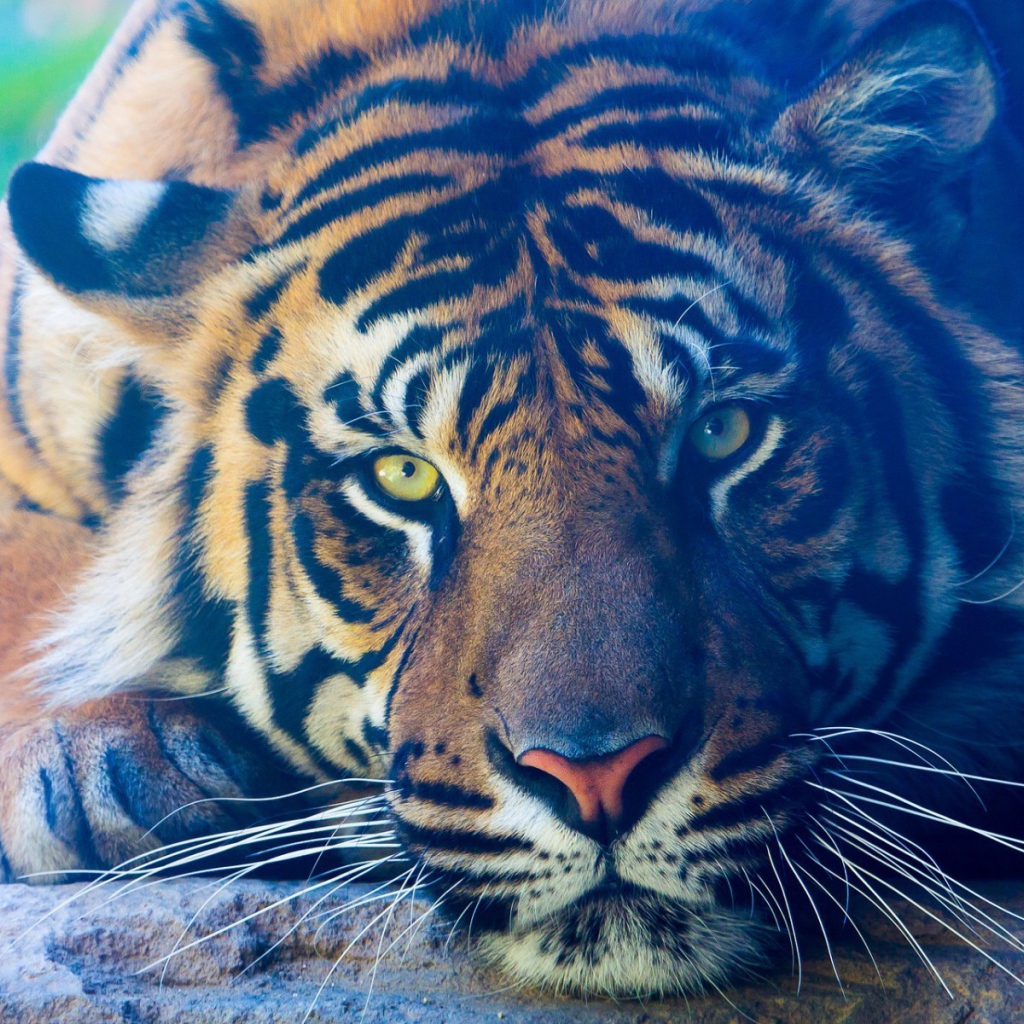 Задумчивый тигр лежит на камне