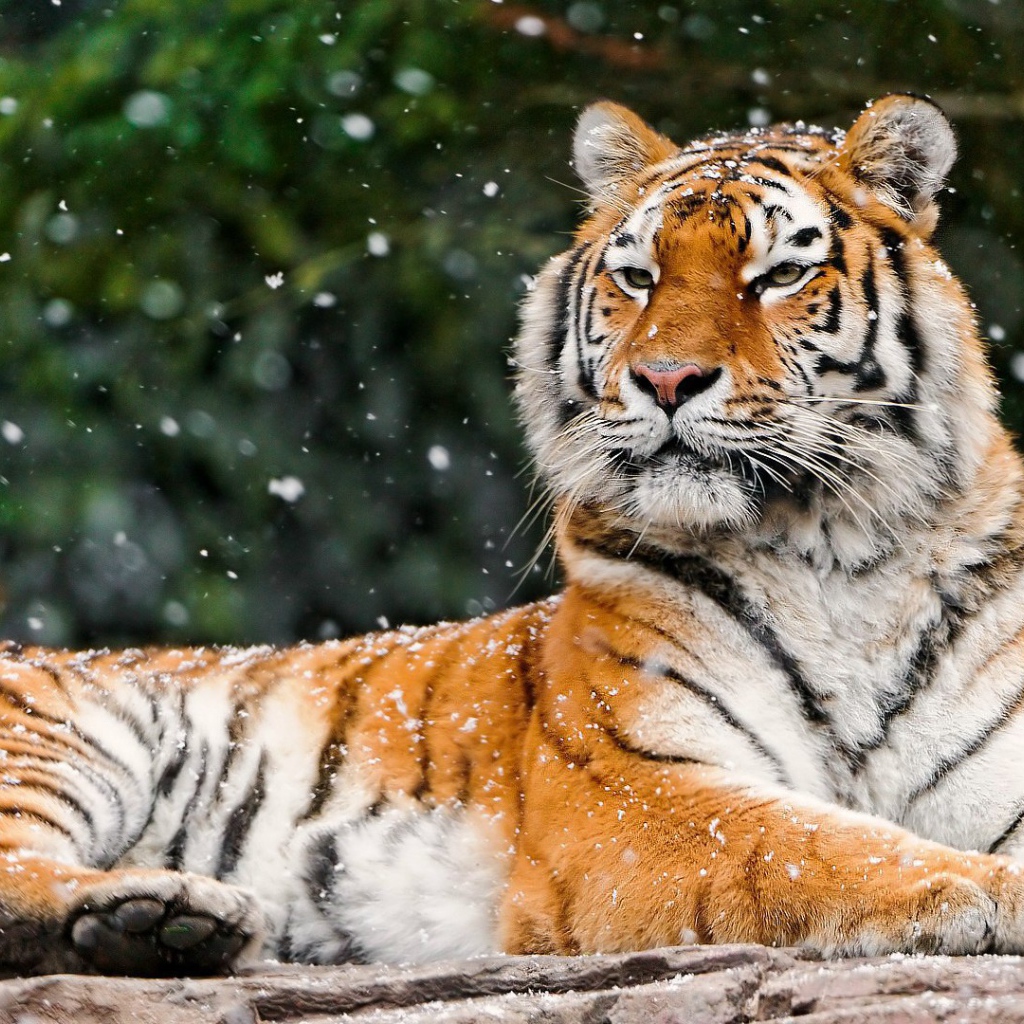 Гордая сибирская тигрица