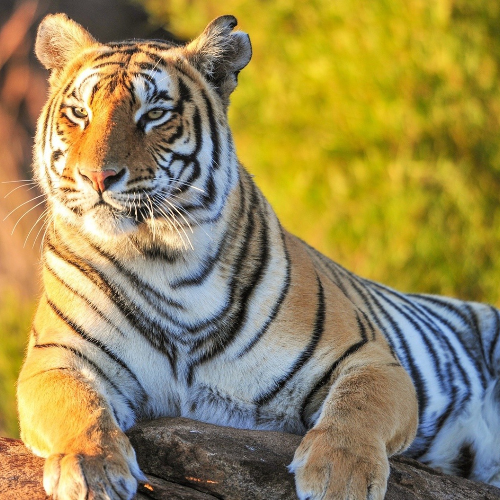 Гордый тигр лежит на камне на фоне зелени