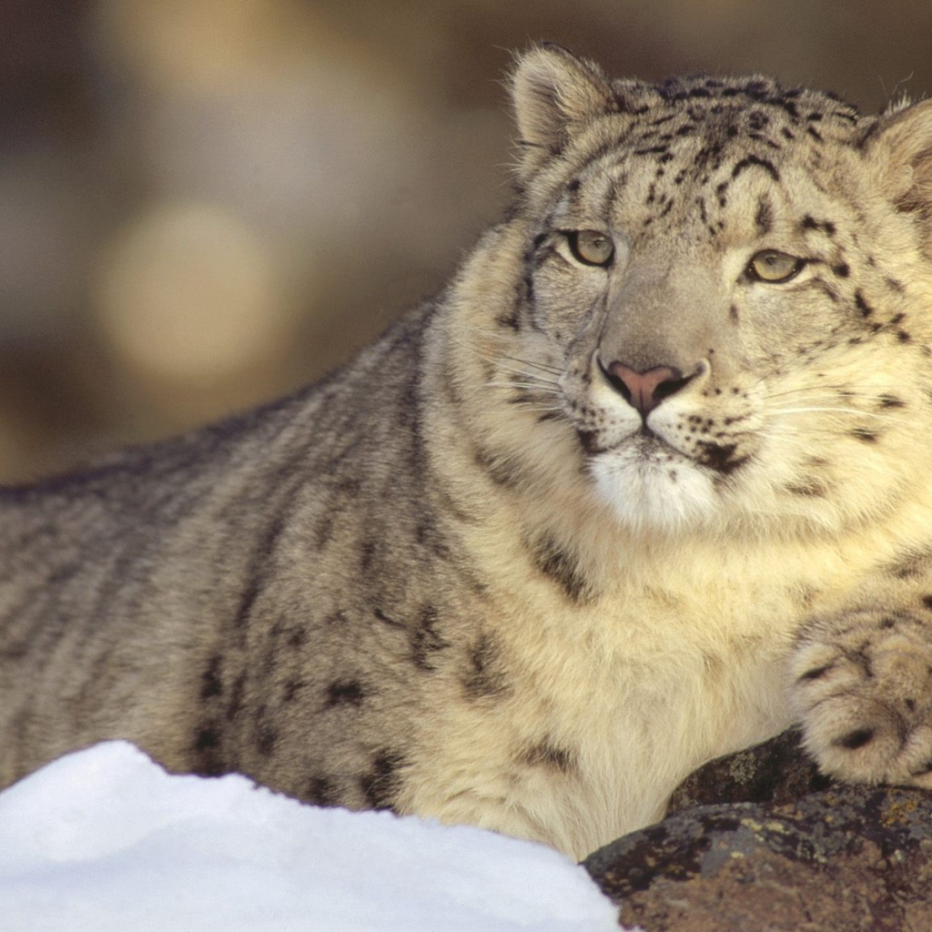 Гордый снежный барс