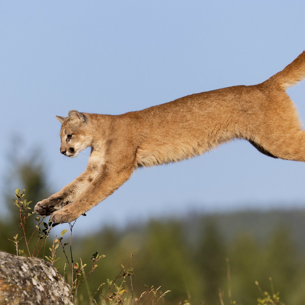 Пума в прыжке