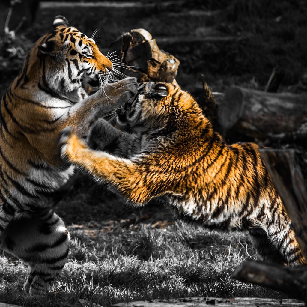 Схватка старого и молодого тигров