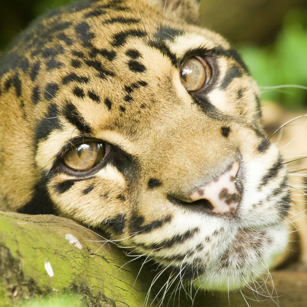 Грустные глаза леопарда