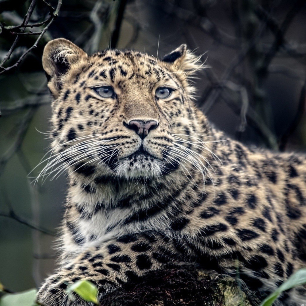 Грустный пятнистый леопард