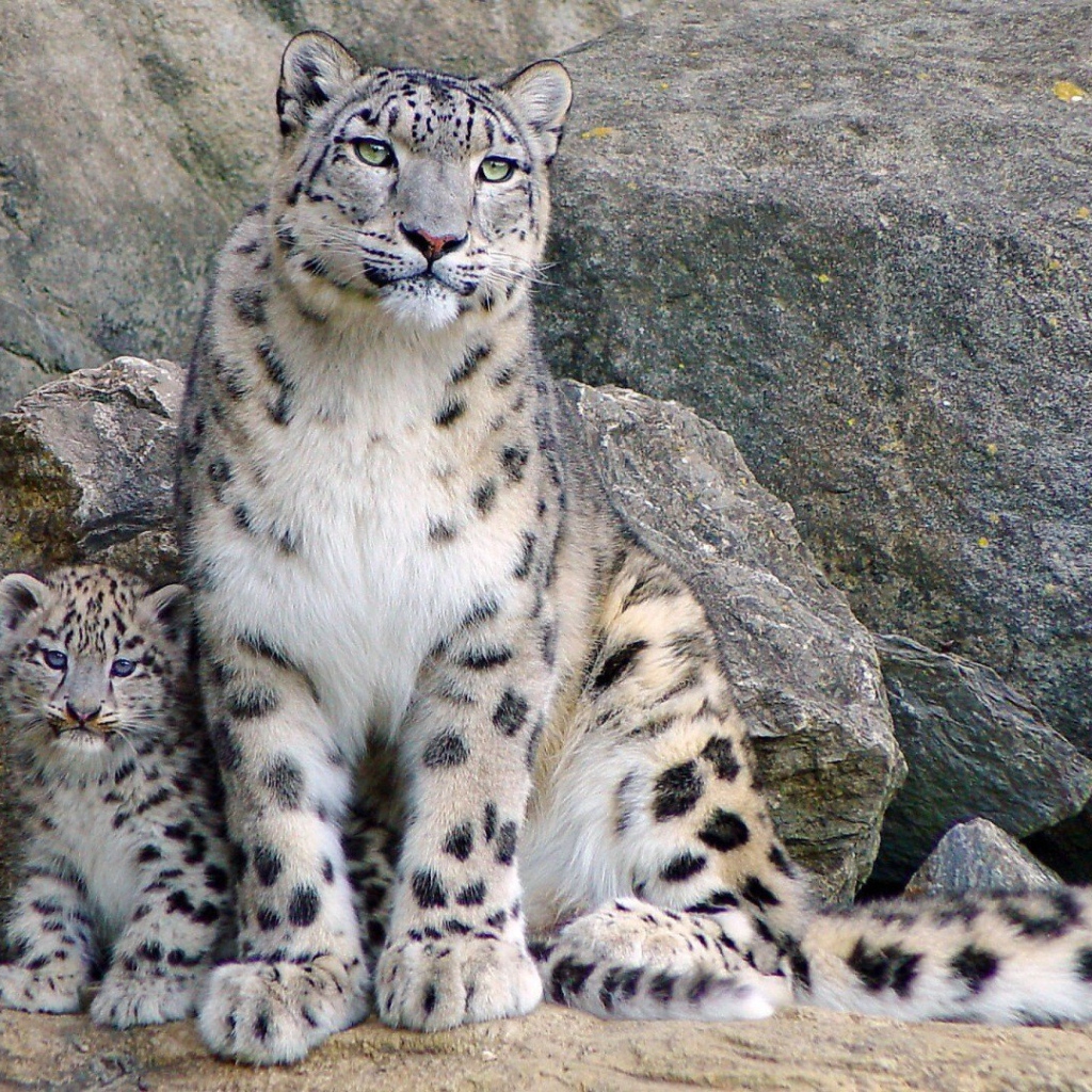 Снежный барс с котенком