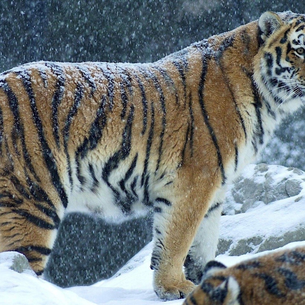 Снег на спине тигра