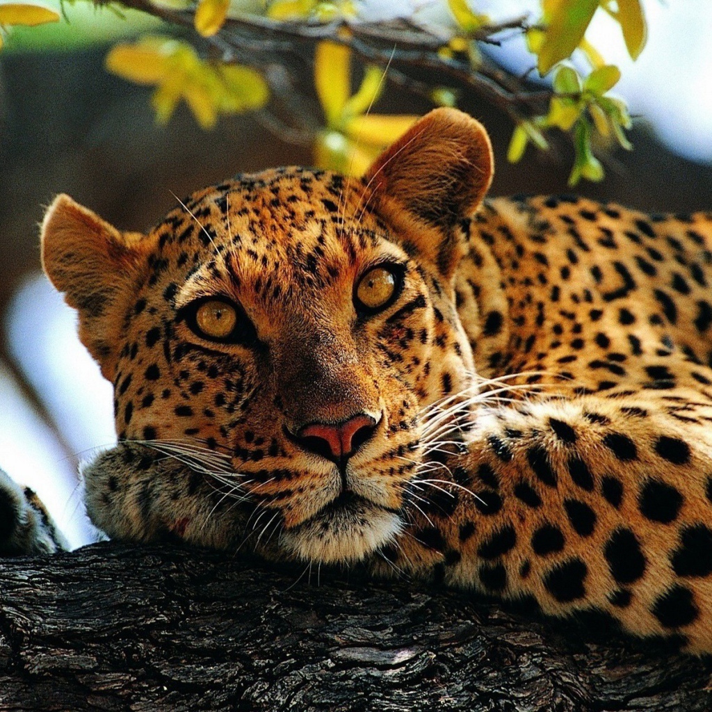 Пятнистый ягуар лежит на дереве