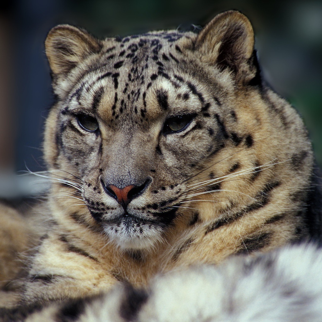 Суровый взгляд дикой кошки