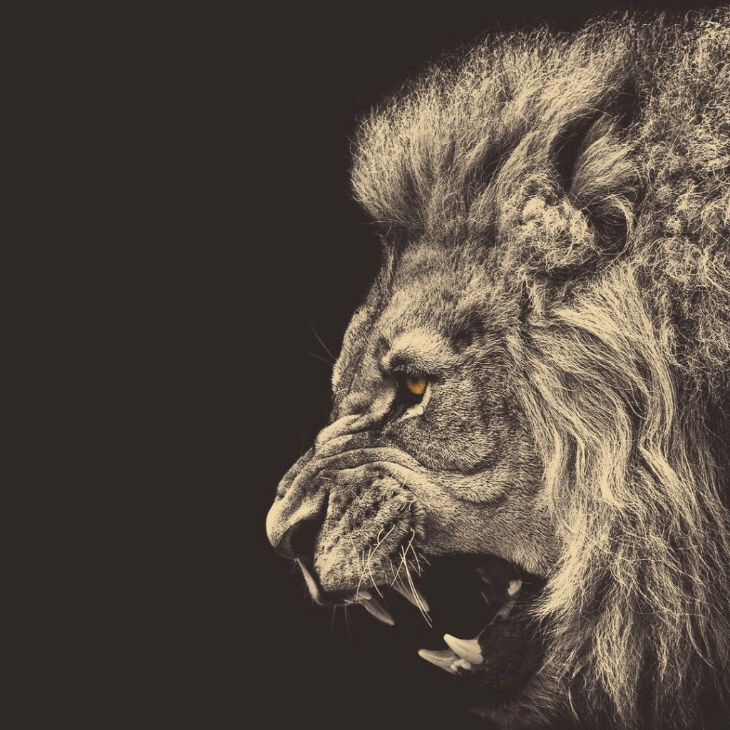 Голова злого льва, серый фон