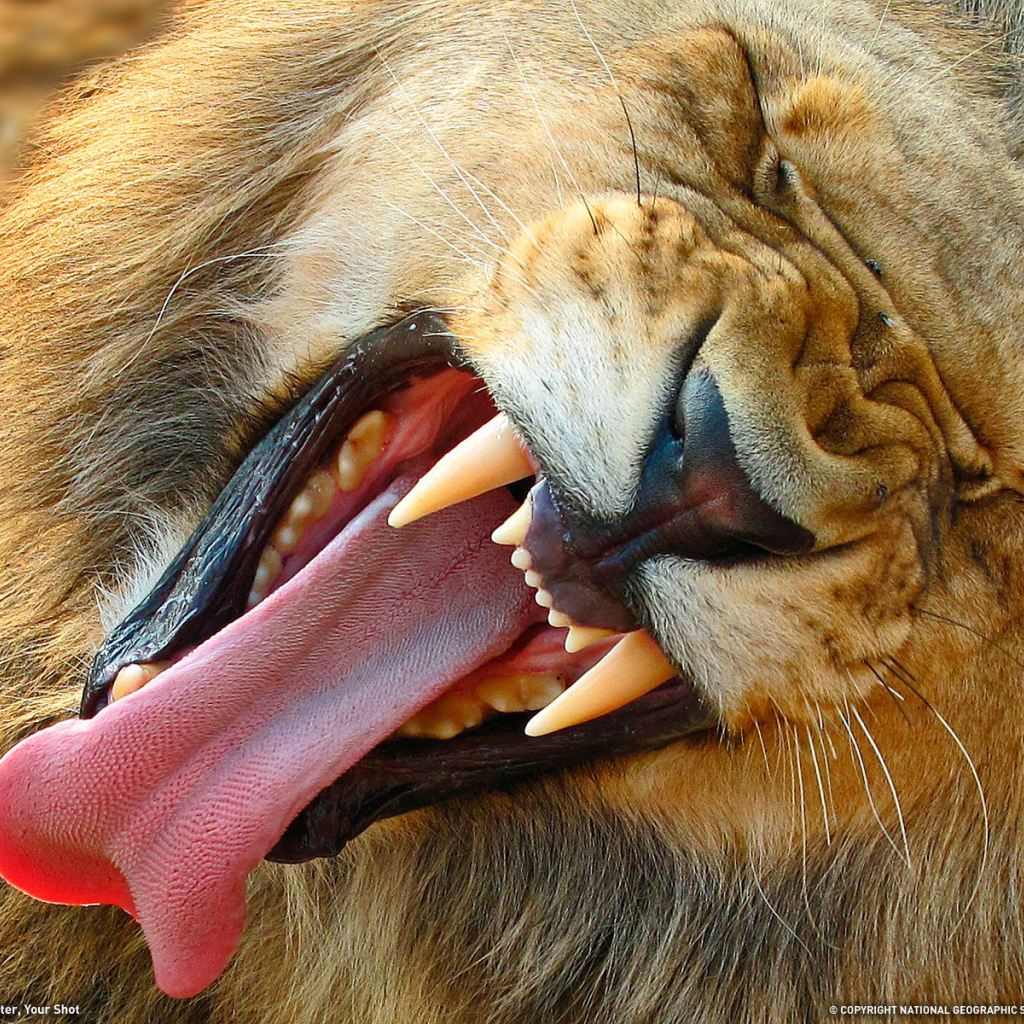 Лев демонстрирует свои клыки