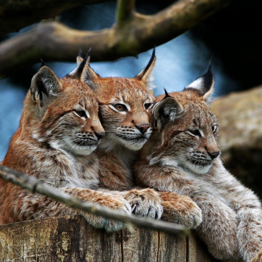 Три рыси под веткой