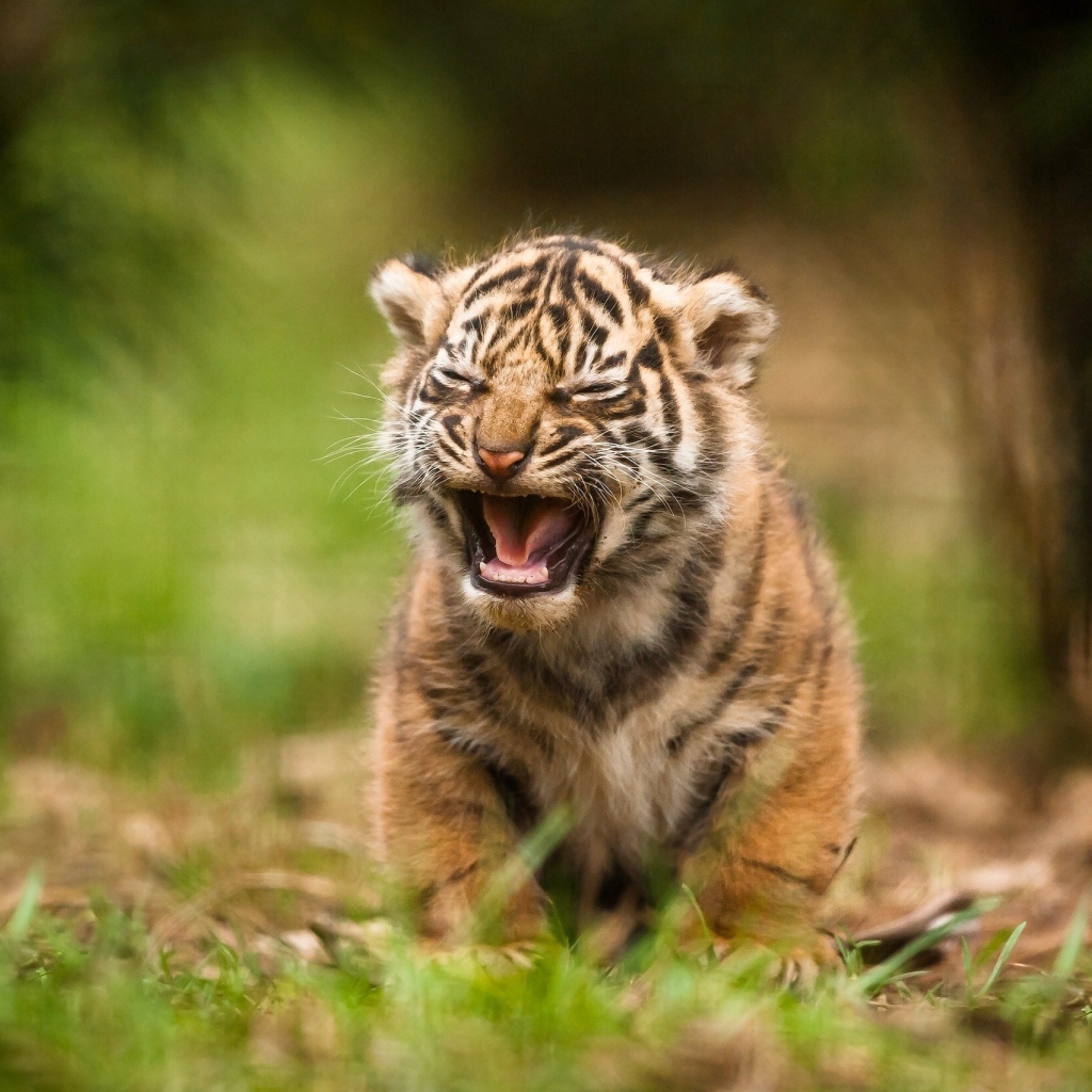 Детеныш тигра зовет родителей