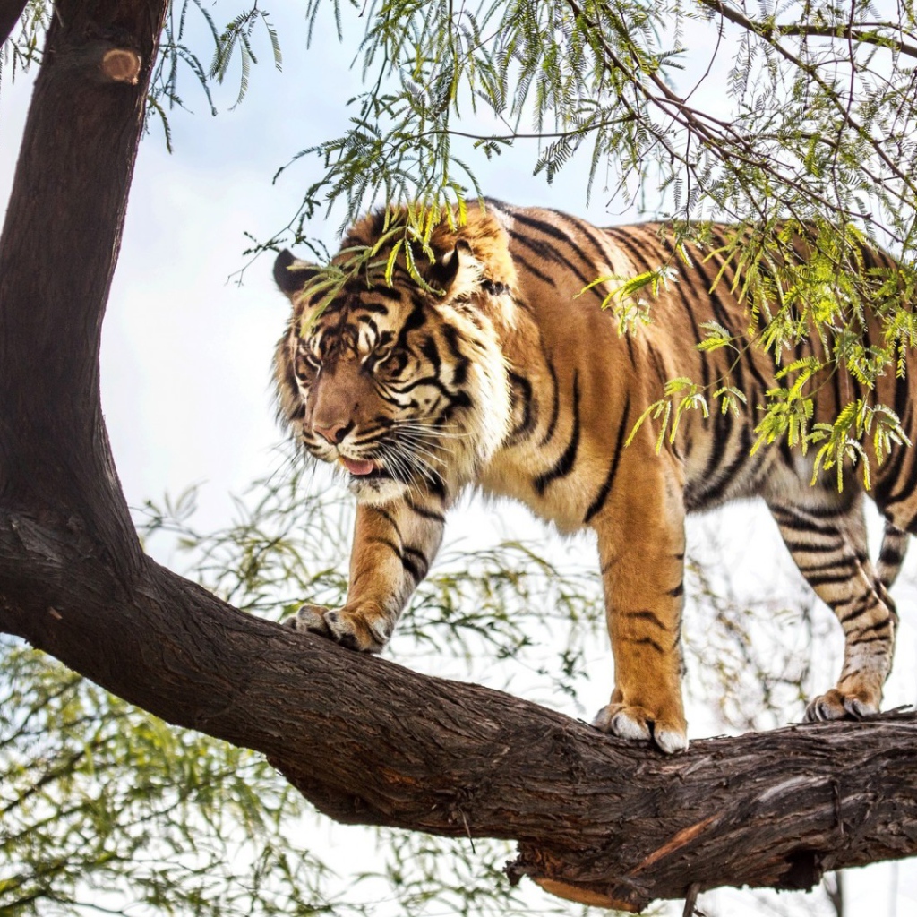 Тигр идет по стволу дерева