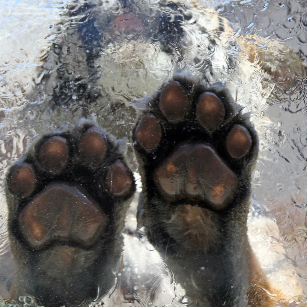 Тигр на льду