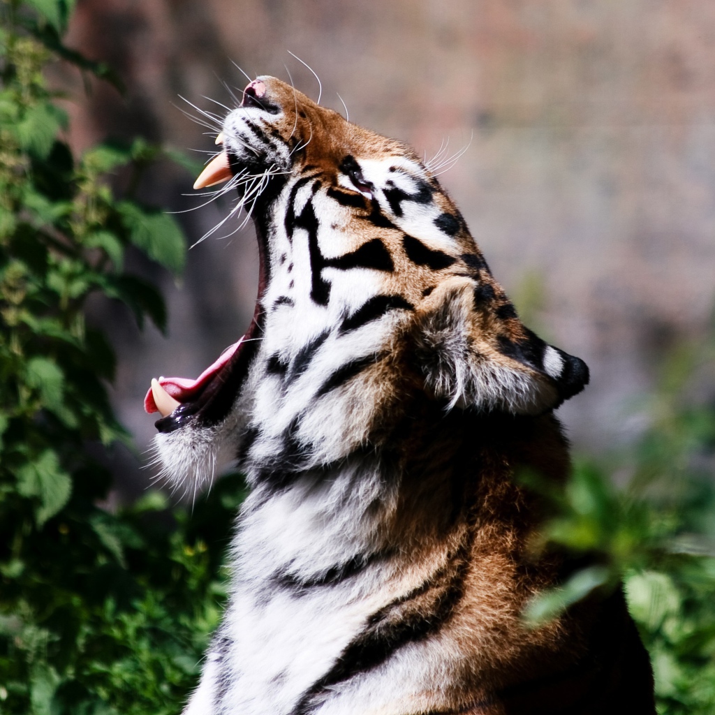 Тигр широко разинул пасть