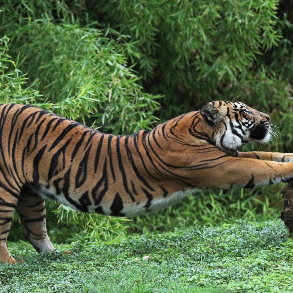 Тигр точит когти