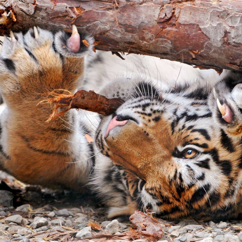 Тигр точит когти лежа на спине