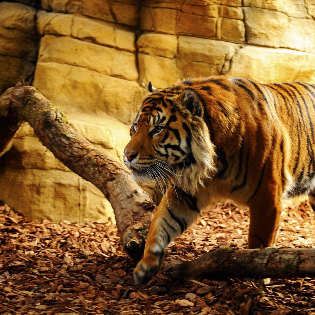 Тигр перешагивает через ветку в вольере