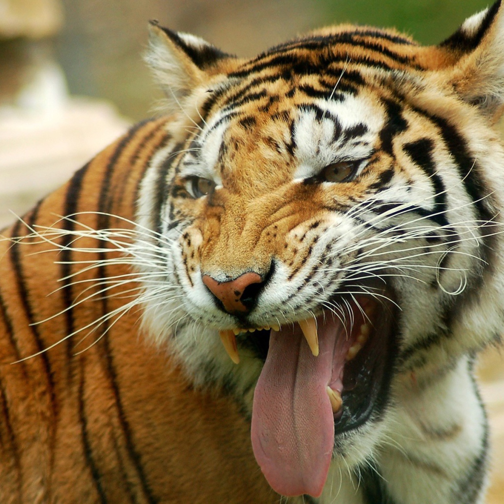 Тигр высунул язык