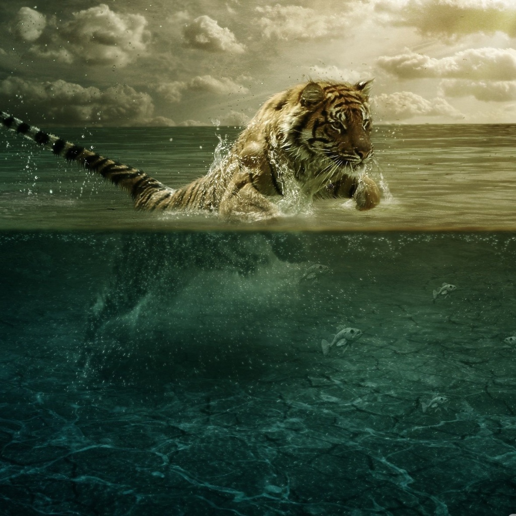 Тигр плывет в воде