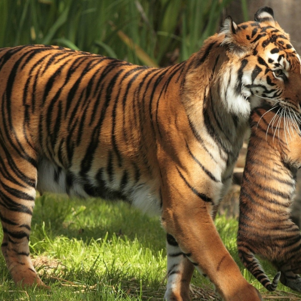 Тигрица держит в зубах тигренка