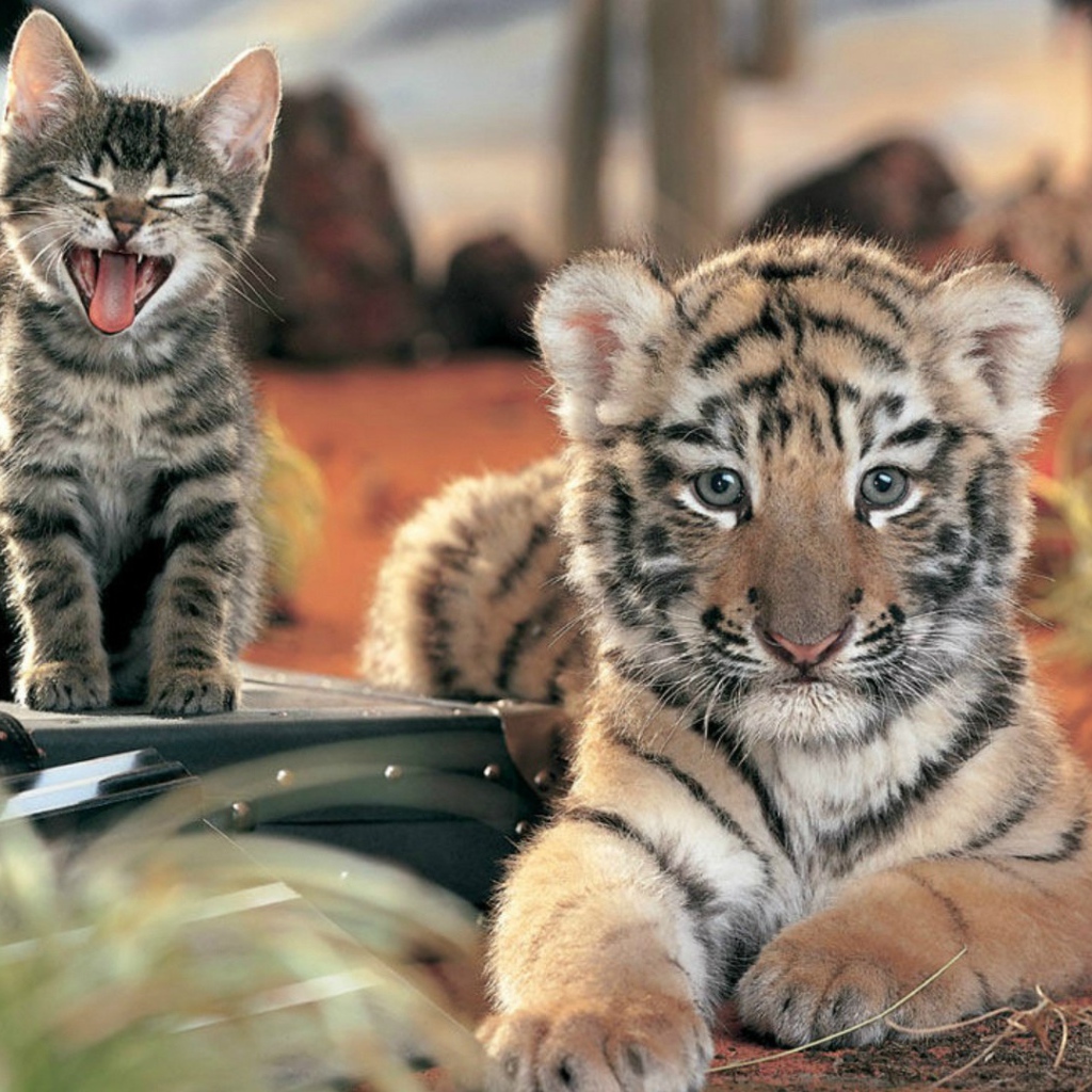 Два дальних родственника