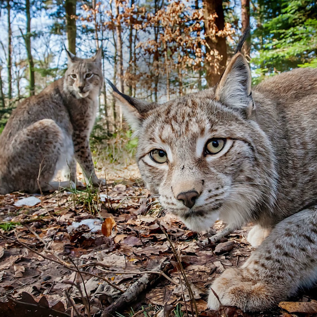 Две рыси в лесу