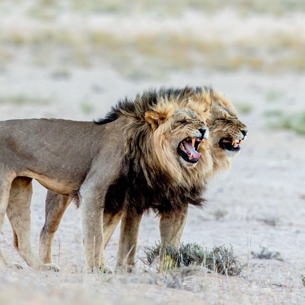 Два старых голодных льва