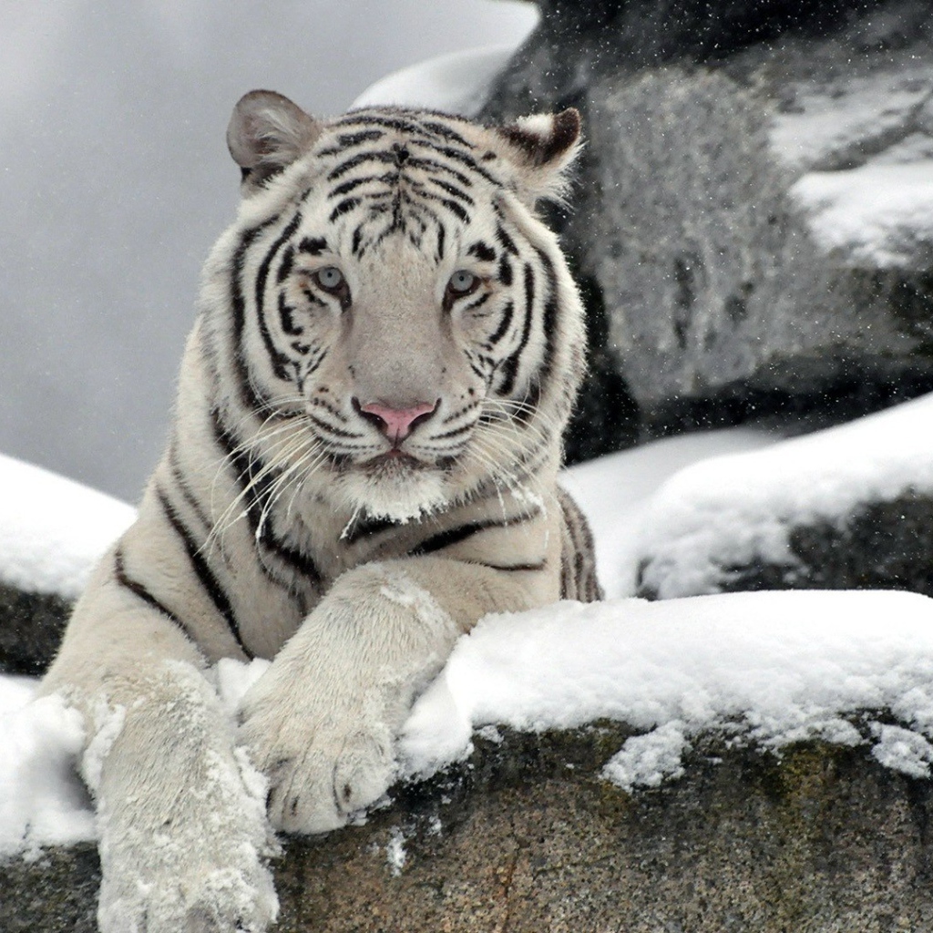 Белый тигр на снегу