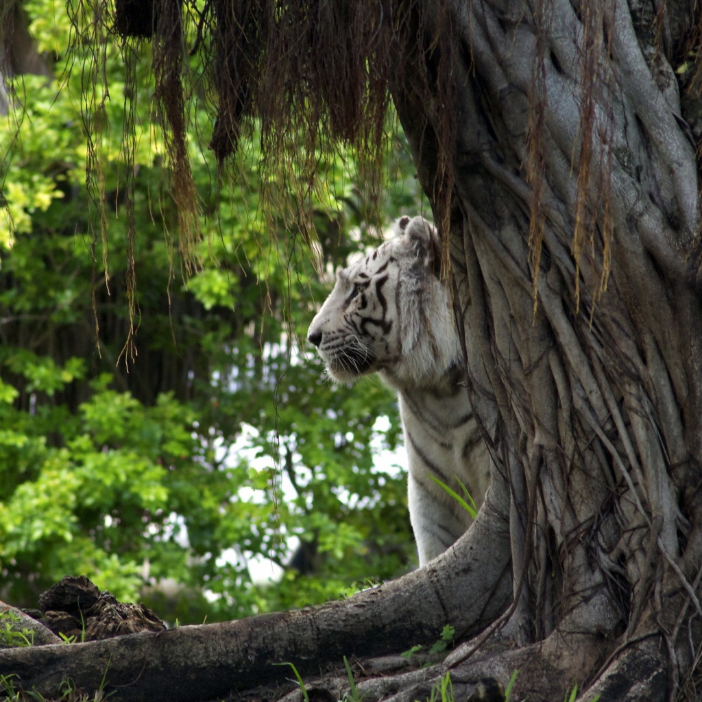 Белый тигр за деревом