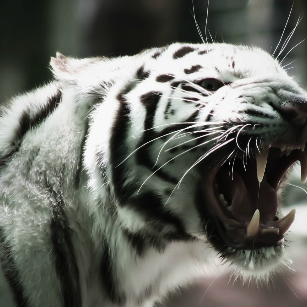 Белый тигр оскалил клыки