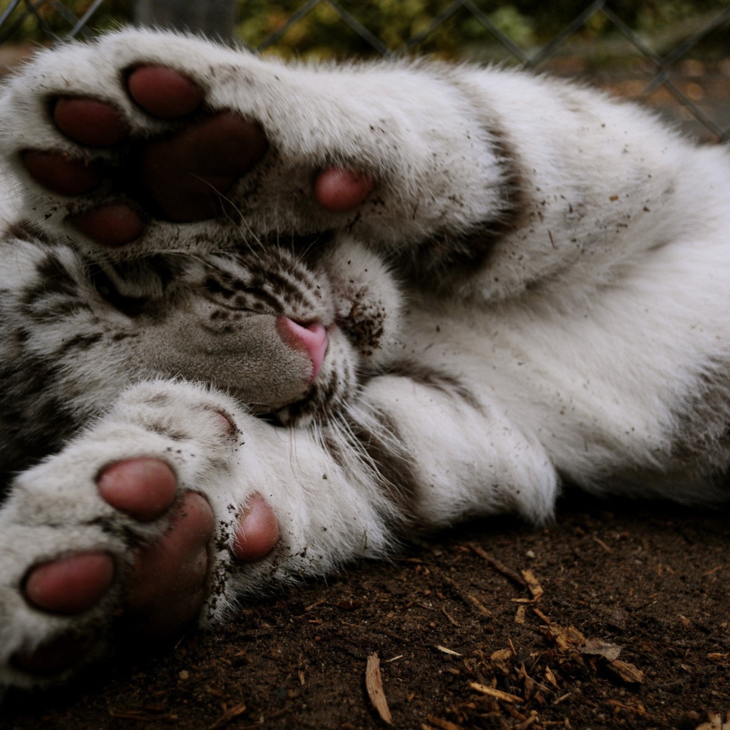 Белый тигренок прикрывает лапами мордочку