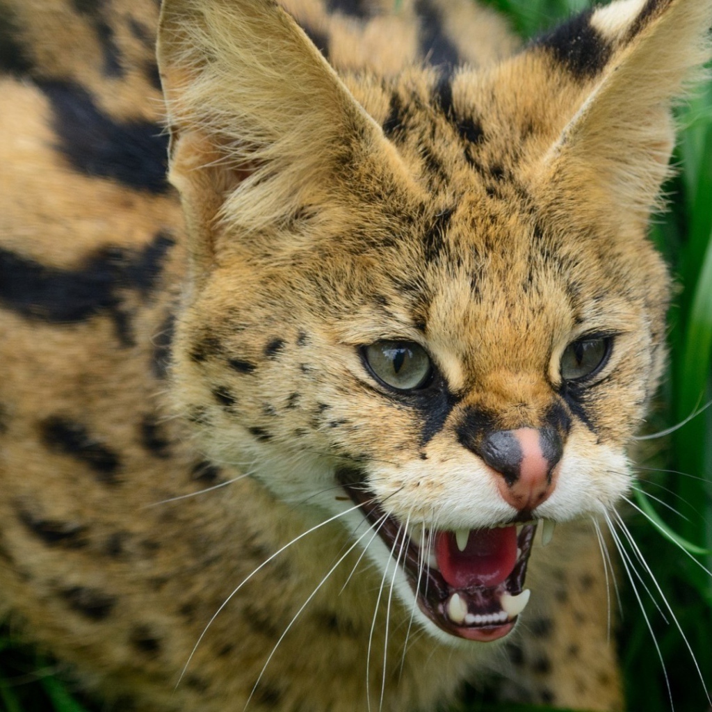 Злая дикая кошка в траве