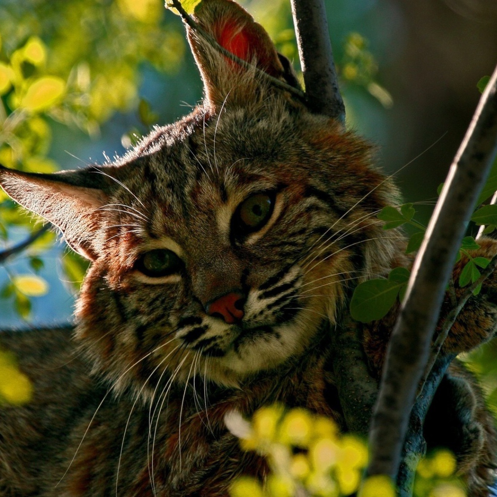 Дикий кот притаился среди зеленых веток