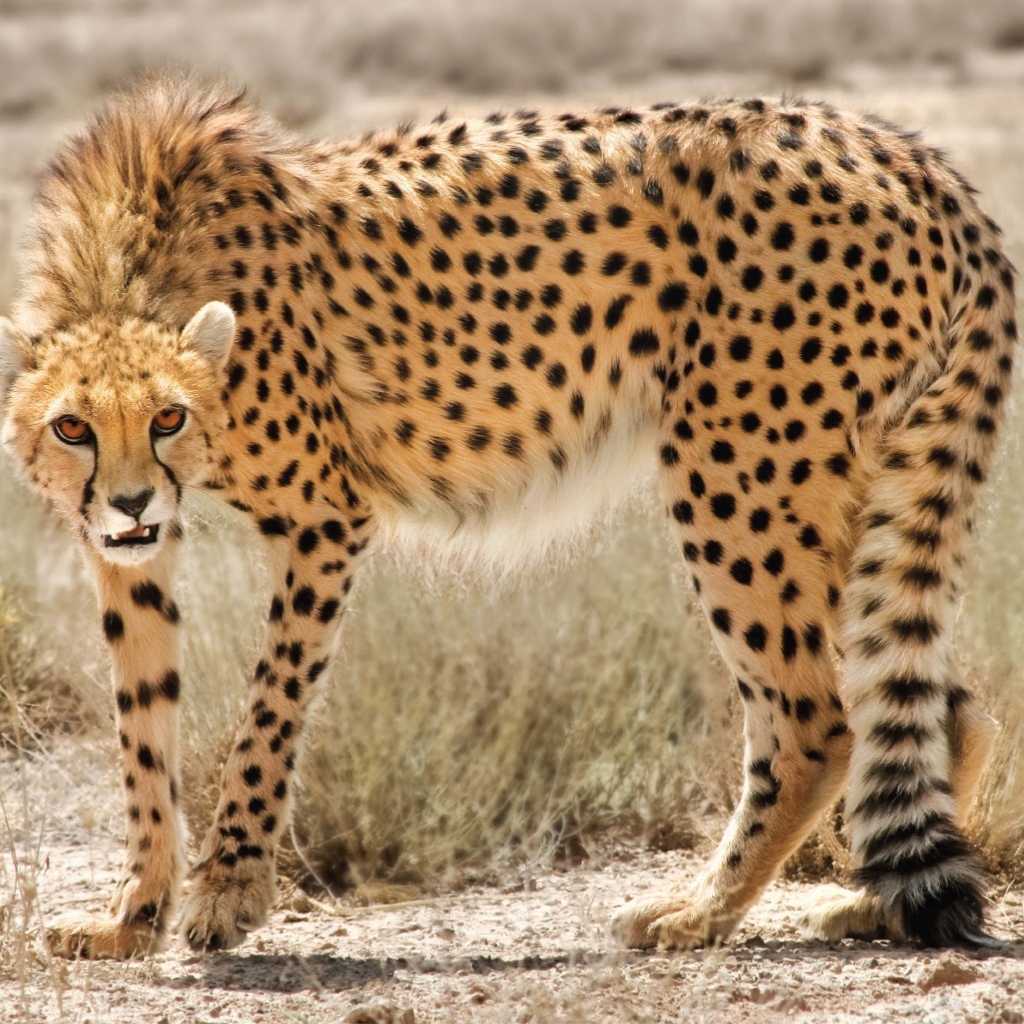 Дикая кошка в Иране