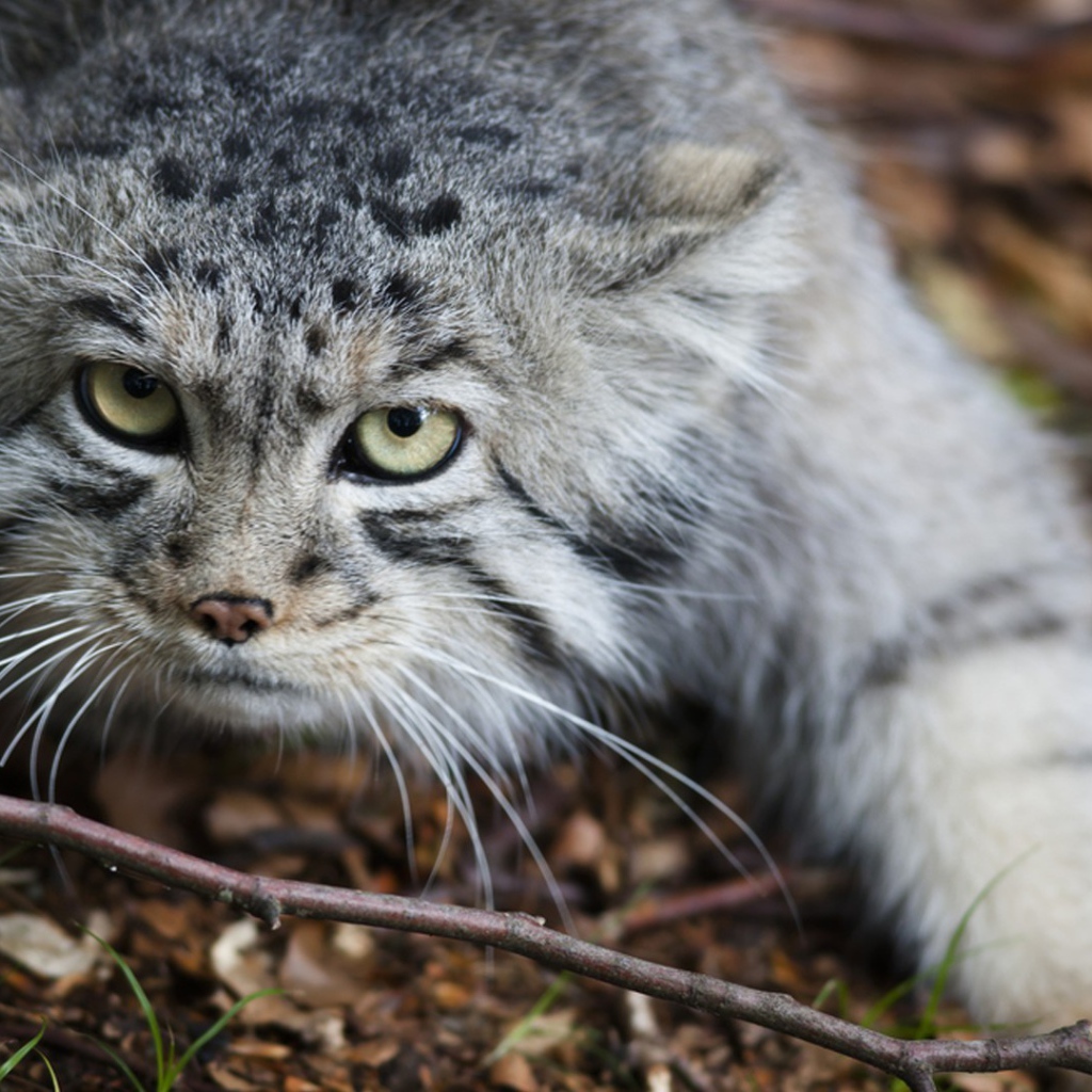 Дикий кот крадется по земле