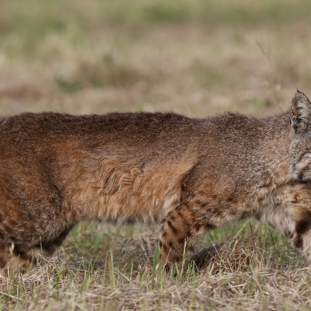 Дикая кошка идет по траве