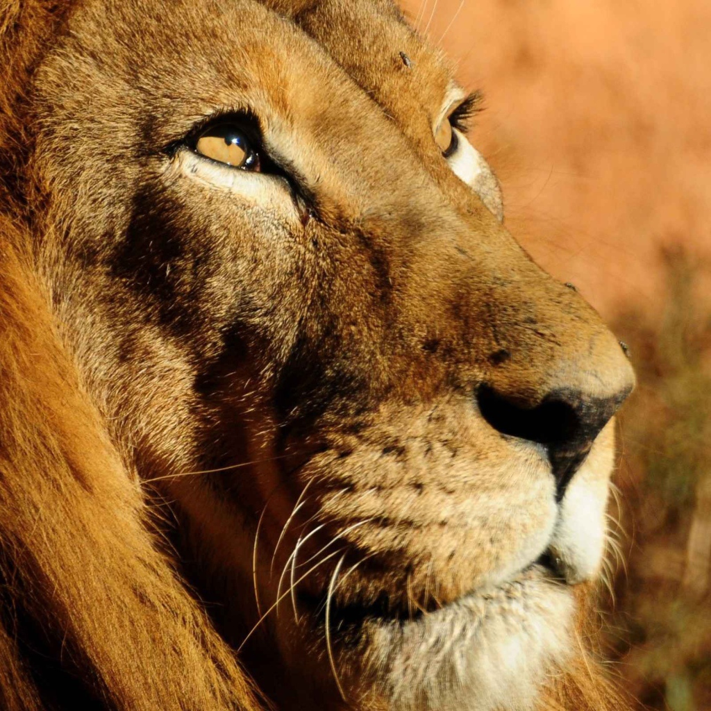 Мудрый лев смотрит вверх