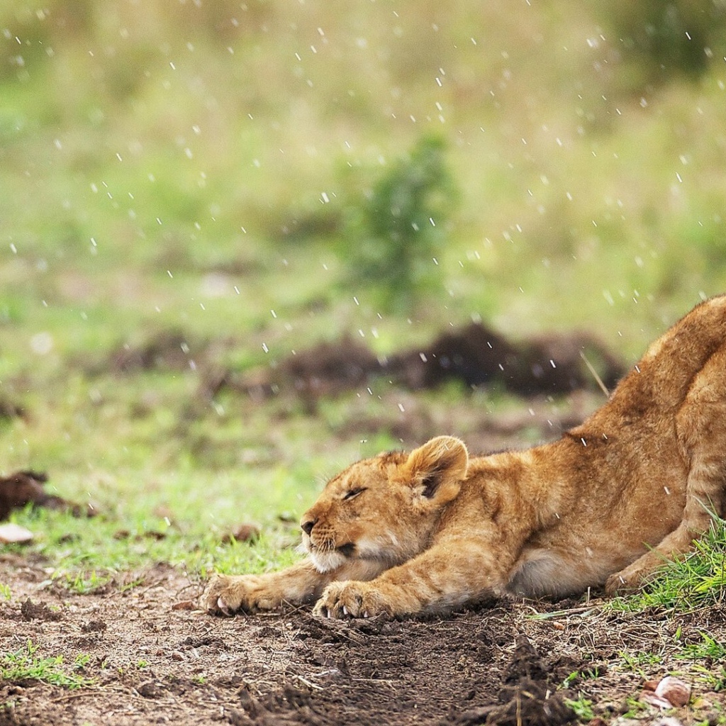 Львенок под дождем